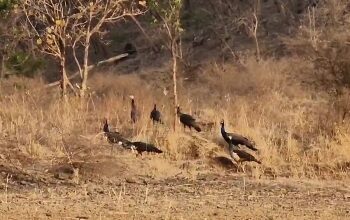 उन्हाळ्यामुळे अन्न पाण्याच्या शोधात मोरांचे थवे.