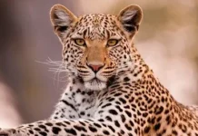 अवसरी बुद्रुक येथील खंडोबा माळावर बिबट्या ची दहशत.