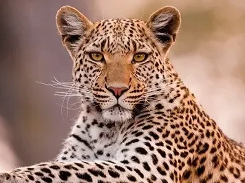 अवसरी बुद्रुक येथील खंडोबा माळावर बिबट्या ची दहशत.