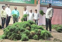 कृषी उत्पन्न बाजार समिती मंचर येथे मेथीचे बाजारभाव कडाडले प्रति शेकडा ६००१ रुपये, प्रति जुडी ६० रुपये.