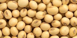 मंचर कृषी उत्पन्न बाजार समितीत सोयाबीन केंद्र शासनाच्या किमान आधारभूत किंमत (हमीभाव) योजनेअंतर्गत खरेदी केंद्र सुरू…